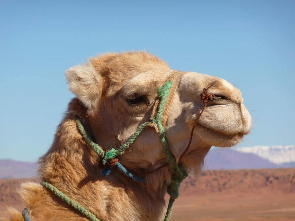 Maison Hassan Merzouga Eksteriør billede